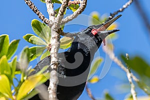 Saddleback Endemic Wattlebird of New Zealand