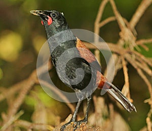 Saddleback Endemic Wattlebird of New Zealand