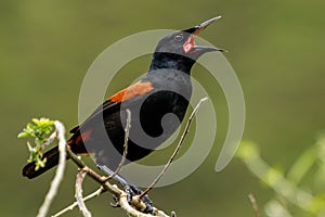 Saddleback Endemic Wattlebird of New Zealand