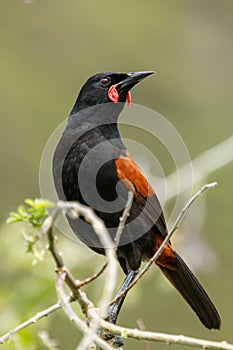 Saddleback Endemic Wattlebird of New Zealand