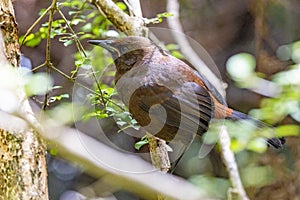 Saddleback Endemic Wattlebird of New Zealand