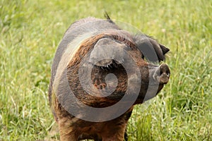 Saddleback Pig.