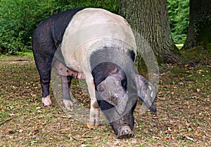 Saddleback Pig
