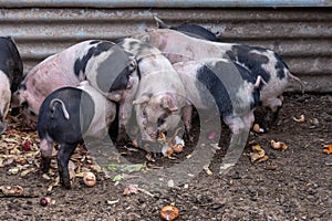 Saddleback piglets feeding on food scraps in a pigsty