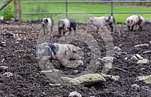 Saddleback Piglets in a muddy field