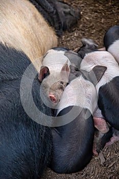 Saddleback piglets, sus scrofa domesticus, sleeping with their mother in a pig pen