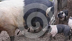 Saddleback piglets, sus scrofa domesticus, trying to feed from their mother