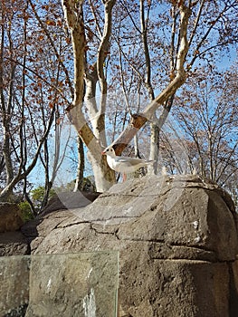 Saddleback on a rock