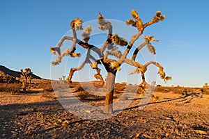 Saddleback State Park Joshua Tree