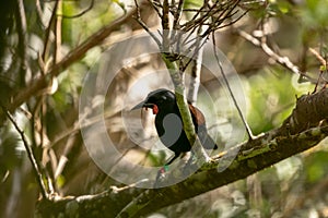 Saddleback Tieke Bird, New Zealand