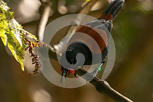 Saddleback Tieke Bird, New Zealand