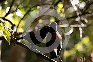 Saddleback Tieke Bird, New Zealand, Feeding Mate