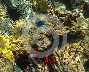 Saddleback Wrasse swimming near octopus on the reef