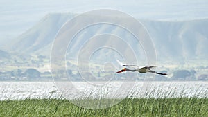 Saddlebill in mid flight