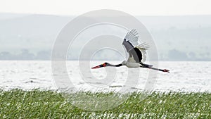 Saddlebill in mid flight