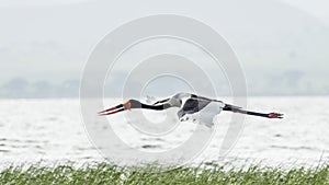 Saddlebill in mid flight