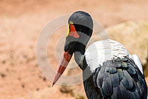 Saddlebill Stork Bird