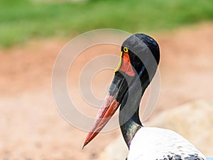 Saddlebill Stork Bird