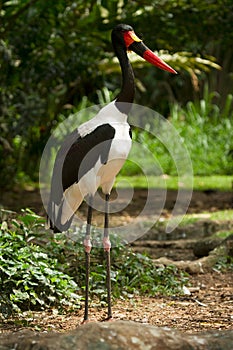 Saddlebilled Stork photo
