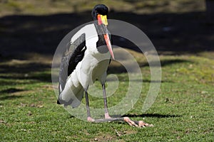 Saddlebilled stork photo