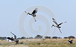 Saddlebilled Stork - Botswana photo