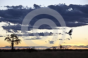 Saddlebilled Stork - Savuti - Botswana photo