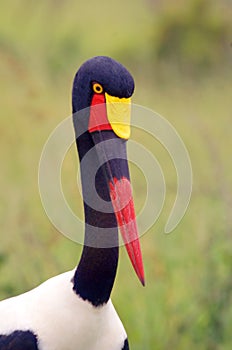 Saddlebilled Stork (Ephippiorhynchus senegalensis)