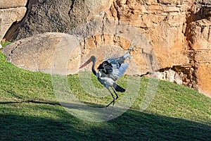 Saddlebilled stork in the grass. Jabiru d`Afrique. Ephippiorhynchus senegalensis, Saddle billed Stork, Afrique du Sud photo