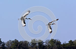 Saddlebilled Storks - Botswana photo