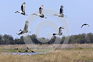 Saddlebilled Storks - Okavango - Botswana