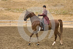 Saddlebred horse