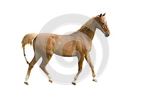 Saddlebred horse on white