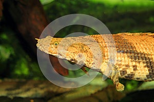 Saddled bichir