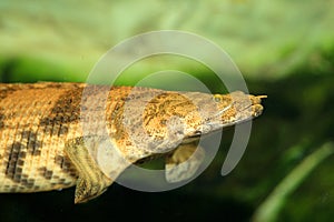 Saddled bichir