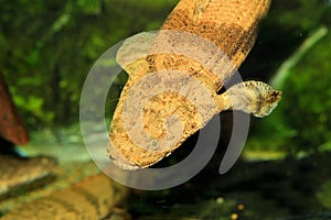Saddled bichir