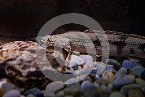 Saddled Bichir - Freshwater fish