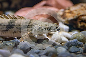 Saddled Bichir - Freshwater fish