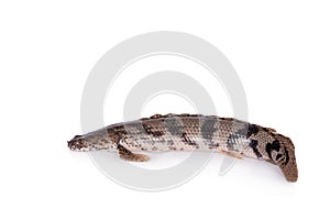 Saddled bichir on white background