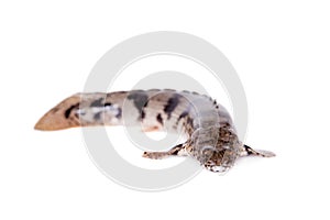 Saddled bichir on white background