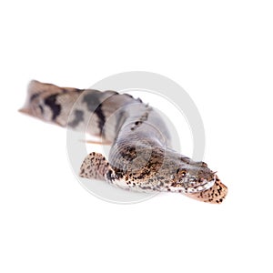 Saddled bichir on white background