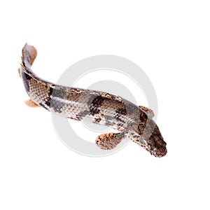 Saddled bichir on white background