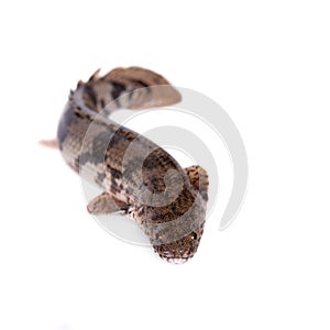 Saddled bichir on white background