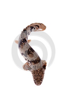Saddled bichir on white background