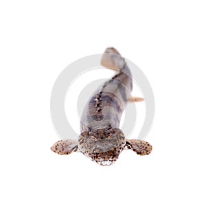 Saddled bichirr, Polypterus endlicheri, on white background