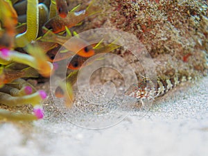 Saddled blenny, Malacoctenus triangulatus. CuraÃ§ao, Lesser Antilles, Caribbean