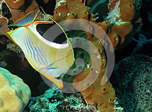 Saddled Butterflyfish photo