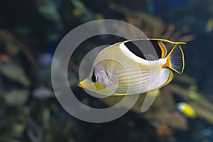 A Saddled Butterflyfish, Chaetodon ephippium - coral fish, photo