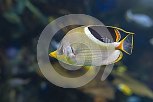 A Saddled Butterflyfish, Chaetodon ephippium - coral fish, photo