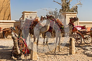 Saddled camels waiting for tourists at the Great Pyramid at Giza, Egypt