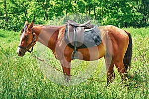 Saddled Chestnut Horse